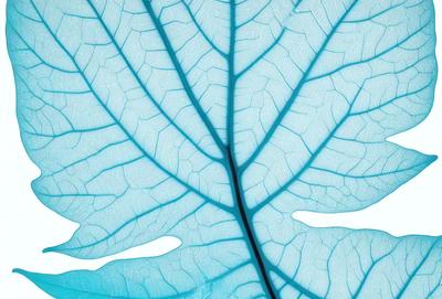 The primary subject of the image is a leaf with a blue tint. The leaf is prominently displayed in the foreground, covering a significant portion of the image. The setting is a leaf-like pattern, which adds a unique visual style to the image. The colors and mood of the image are predominantly blue, creating a calm and serene atmosphere.