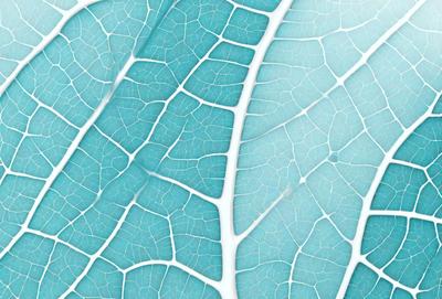 The primary subject of the image is a close-up of a leaf with a blue background. The leaf is white and blue, and it appears to be a pattern or a texture. The setting is a blue background, which complements the leaf's colors. The visual style is a close-up, focusing on the intricate details of the leaf. The colors and mood of the image are predominantly blue, creating a calm and serene atmosphere.