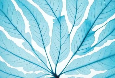 The primary subject of the image is a large blue leaf, which is the main object, scene, or focus of the image. The leaf is prominently displayed in the foreground, covering a significant portion of the image. The setting or background consists of a white surface, which provides a clean and minimalistic backdrop for the leaf. The visual style of the image is a close-up of the leaf, showcasing its intricate details and textures. The dominant colors in the image are blue and white, creating a serene