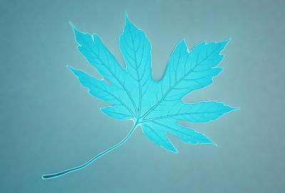 The primary subject of the image is a blue leaf, which is the main object, scene, or focus of the image. The setting or background is a blue surface, which adds to the overall atmosphere of the image. The visual style of the image is a digital art or illustration, as it is a blue leaf cut out and placed on a blue surface. The colors and mood of the image are predominantly blue, creating a calm and serene atmosphere.