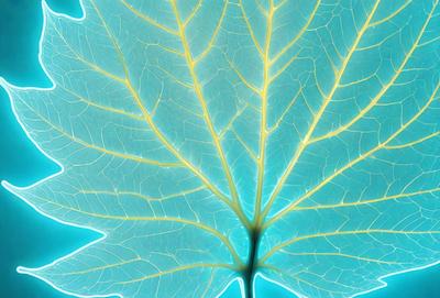 The primary subject of the image is a large, blue leaf with yellow veins. The leaf is prominently displayed in the foreground, covering a significant portion of the image. The setting is a leafy green background, which adds to the natural and vibrant atmosphere of the scene. The visual style is a close-up of the leaf, showcasing its intricate details and textures. The colors and mood of the image are predominantly green and blue, with a touch of yellow from the leaf's ve
