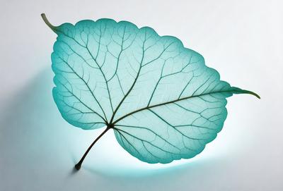 The primary subject of the image is a large green leaf, which is the main object, scene, or focus of the image. The leaf is placed on a white surface, which serves as the setting or background. The visual style of the image is a photo, capturing the natural beauty of the leaf. The dominant colors in the image are green and white, creating a serene and natural atmosphere.
