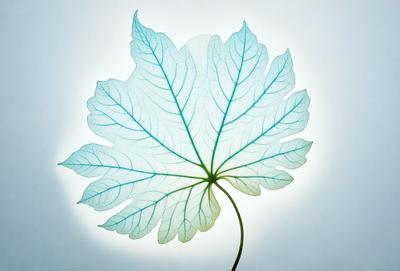The primary subject of the image is a large, green leaf with a blue tint. The leaf is prominently displayed in the foreground, covering most of the image. The setting is a white background, which provides a clean and minimalistic appearance. The visual style is a combination of a photo and digital art, creating a unique and eye-catching image. The dominant colors are green and blue, giving the image a fresh and vibrant atmosphere.