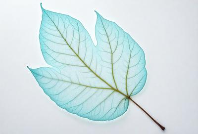 The primary subject of the image is a large, green leaf. The leaf is placed on a white surface, which serves as the background. The visual style of the image is a close-up of the leaf, showcasing its intricate details. The dominant colors in the image are green and white, creating a serene and natural atmosphere.
