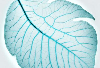The primary subject of the image is a large, white, leaf-like structure. The setting is a white background, which provides a clean and minimalistic appearance. The visual style is a combination of photo and digital art, creating a unique and intriguing image. The colors and mood are predominantly white, giving the image a calm and serene atmosphere.