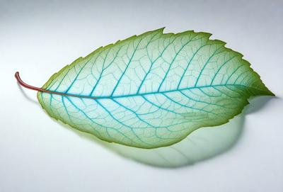 The primary subject of the image is a leaf, which is the main object, scene, or focus of the image. The leaf is green and appears to be a leaf from a tree. The setting or background of the image is a white surface, which provides a clean and minimalistic backdrop for the leaf. The visual style of the image is a close-up of the leaf, showcasing its details and texture. The colors and mood of the image are predominantly green, giving it a natural and serene atmosphere.