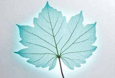 The primary subject of the image is a large, blue leaf. The leaf is prominently displayed in the foreground, with a white background behind it. The visual style of the image is a close-up of the leaf, showcasing its intricate details. The colors and mood of the image are predominantly blue, creating a serene and calming atmosphere.