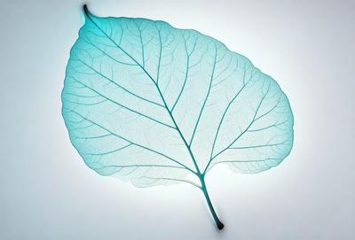 The primary subject of the image is a large, green leaf. The leaf is prominently displayed on a white background, which creates a striking contrast between the leaf and its surroundings. The visual style of the image is a close-up, which allows the viewer to appreciate the intricate details of the leaf. The colors and mood of the image are predominantly green, which adds a sense of freshness and natural beauty to the scene.