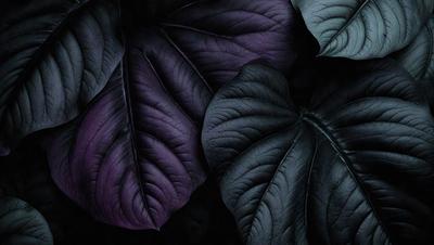 The primary subject of the image is a close-up of a purple leaf, which is the main object, scene, or focus of the image. The setting/background consists of a dark background, which creates a dramatic and moody atmosphere. The visual style is a black and white photo, which adds a classic and timeless quality to the image. The colors and mood are dominated by the purple hue of the leaf, which evokes a sense of mystery and elegance.