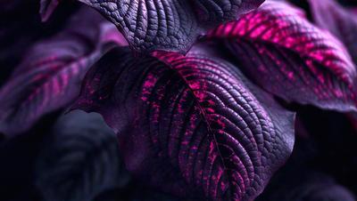 The primary subject of the image is a purple leaf with pink veins. The leaf is the main focus of the image, and it is set against a dark background. The visual style of the image is a close-up of the leaf, which gives it a detailed and artistic appearance. The dominant colors in the image are purple and pink, creating a vibrant and lively atmosphere.
