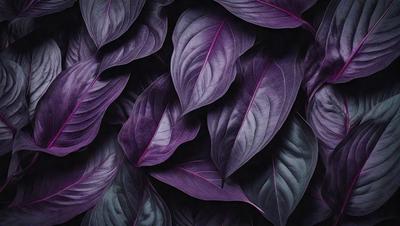 The primary subject of the image is a large purple leaf, which is the main object, scene, or focus of the image. The leaf is displayed against a dark background, creating a striking contrast. The visual style of the image is a close-up of the purple leaf, showcasing its intricate details. The dominant colors in the image are purple and black, giving the image a moody and dramatic atmosphere.