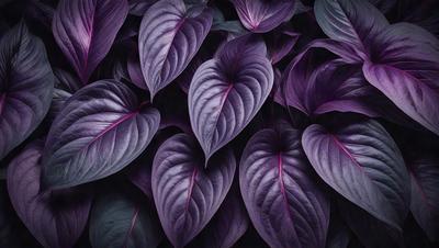 The primary subject of the image is a close-up of a large purple leaf. The leaf is the main focus of the image, and it is displayed in a purple hue. The setting is a dark background, which contrasts with the purple leaf, creating a striking visual effect. The visual style of the image is a close-up, which emphasizes the details of the leaf. The colors and mood of the image are predominantly purple, giving it a calm and serene atmosphere.