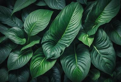 The image features a large green plant with large leaves, creating a lush and vibrant scene. The plant is the primary subject, and it is set against a backdrop of a green background. The visual style of the image is a close-up of the plant, showcasing its details and texture. The dominant colors in the image are green, which creates a calm and soothing atmosphere.