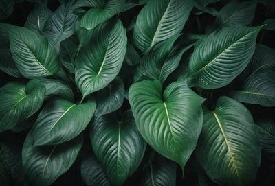 The image features a large group of green leaves, possibly from a plant or a tree. The leaves are arranged in a dense and lush manner, covering a significant portion of the image. The primary subject is the abundance of green leaves, creating a vibrant and natural atmosphere. The setting is outdoors, with the leaves being the main focus of the scene. The visual style is a close-up of the leaves, emphasizing their texture and details. The colors and mood of the image are predominantly green, con