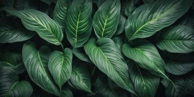 The image features a large group of green leaves, possibly from a plant or a tree. The leaves are arranged in a dense and lush manner, covering a significant portion of the image. The primary subject is the abundance of green leaves, which create a vibrant and natural atmosphere. The setting is outdoors, with the leaves growing in their natural environment. The visual style is a close-up of the leaves, showcasing their intricate details and textures. The colors and mood of the image are predominantly