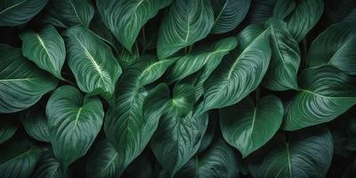 The image features a large green plant with many leaves, creating a dense and lush appearance. The plant is positioned in the center of the frame, with its leaves spreading outwards. The leaves are of various sizes and shapes, adding to the plant's natural beauty. The overall atmosphere of the image is serene and peaceful, as the plant's vibrant green color stands out against the background.