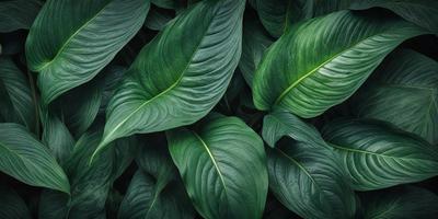 The image features a large green leafy plant with many leaves, creating a lush and vibrant scene. The plant is the primary subject, and it is set against a backdrop of a forest. The visual style of the image is a close-up of the plant, showcasing its intricate details. The dominant colors in the image are green, which is the color of the leaves, and the overall atmosphere is one of freshness and natural beauty.