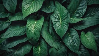 The image features a large green plant with many leaves, creating a lush and vibrant scene. The plant is the primary subject, and it is set against a dark background, which contrasts with the bright green color of the leaves. The visual style of the image is a close-up of the plant, showcasing its intricate details. The colors and mood of the image are predominantly green, giving it a fresh and natural atmosphere.