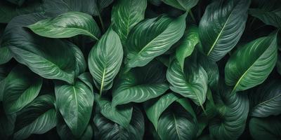 The primary subject of the image is a large green plant with long leaves. The plant is surrounded by a lush green background, creating a vibrant and natural atmosphere. The visual style of the image is a close-up of the plant, showcasing its intricate details. The dominant colors in the image are green, which is prevalent in the plant's leaves and the background, and possibly some shades of brown or black, which could be the color of the plant's stems or the background. The overall