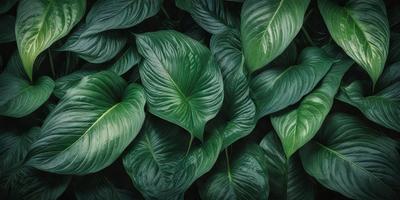 The primary subject of the image is a large green leafy plant with many leaves. The plant is surrounded by a lush green environment, creating a vibrant and natural atmosphere. The visual style of the image is a close-up of the plant, showcasing its intricate details. The dominant colors in the image are green, which is prevalent in the plant's leaves, and the overall mood is one of freshness and vitality.
