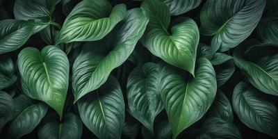 The image features a large group of green leaves, possibly from a plant or a leafy green background. The leaves are arranged in a dense and lush manner, creating a vibrant and natural atmosphere. The visual style of the image is a close-up of the leaves, emphasizing their texture and details. The colors and mood of the image are predominantly green, which is associated with nature, growth, and freshness.