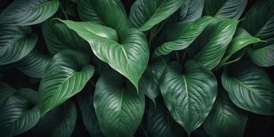The image features a large group of green leaves, possibly from a plant or a tree. The leaves are arranged in a way that they appear to be overlapping each other, creating a dense and lush appearance. The primary subject of the image is the green leaves, which are the main focus and the main object in the scene. The setting is outdoors, with the leaves being the main subject in the foreground. The visual style of the image is a close-up of the leaves, showcasing their intricate details and