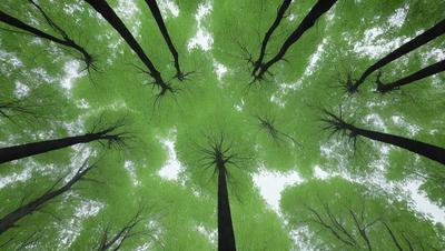 The primary subject of the image is a large tree with a thick trunk, surrounded by many other trees. The setting is a forest with a variety of trees, creating a lush and green environment. The visual style is a close-up of the tree, showcasing its details and texture. The colors and mood of the image are predominantly green, giving a sense of tranquility and natural beauty.