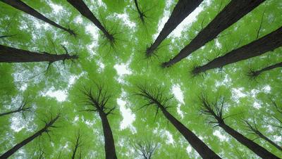 The primary subject of the image is a group of trees, with a focus on their branches and leaves. The setting is a forest, with the trees surrounded by a lush green environment. The visual style is a close-up of the trees, showcasing their intricate details. The colors and mood of the image are predominantly green, creating a serene and natural atmosphere.