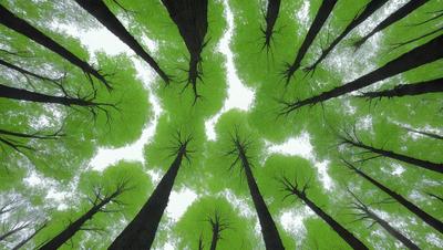 The primary subject of the image is a group of trees, with a focus on their leaves and branches. The setting is a forest, with the trees forming a dense canopy. The visual style is a close-up of the trees, showcasing their intricate details. The colors and mood of the image are lush and vibrant, with the green leaves and branches creating a sense of freshness and natural beauty.