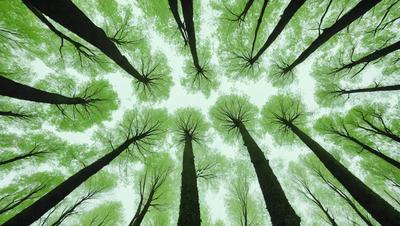 The primary subject of the image is a group of trees with green leaves. The setting is a forest, and the visual style is a photo. The trees are the main focus of the image, and the dominant colors are green, creating a lush and natural atmosphere.