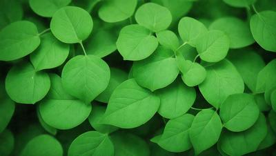 The image features a lush green plant with large leaves, possibly a fern or a leafy plant. The plant is growing in a forest-like environment, surrounded by a variety of green leaves. The visual style of the image is a close-up of the plant, showcasing its intricate details. The colors and mood of the image are predominantly green, creating a serene and natural atmosphere.