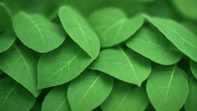 The primary subject of the image is a large pile of green leaves, which are the main objects in the scene. The leaves are arranged in a visually appealing manner, creating a sense of abundance and freshness. The setting is a lush green field, which serves as the backdrop for the leaves. The visual style of the image is a close-up of the leaves, showcasing their intricate details and textures. The dominant colors in the image are green, which is the color of the leaves, and the