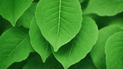 The primary subject of the image is a close-up of a green leaf. The leaf is the main object, scene, or focus of the image. The setting or background consists of a green surface, possibly a grassy area or a plant. The visual style of the image is a close-up of the leaf, which gives it a more detailed and intimate appearance. The colors and mood of the image are predominantly green, which creates a calm and natural atmosphere.