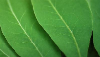The image features a close-up of a leaf, possibly a green plant or a leafy vegetable. The leaf is the primary subject of the image, and it is displayed in a natural setting. The visual style of the image is a close-up, which emphasizes the details of the leaf. The colors in the image are predominantly green, which gives the image a fresh and natural atmosphere.