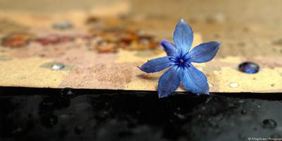 The primary subject of the image is a single blue flower, which is sitting on a table or a piece of paper. The setting appears to be indoors, with a table or a piece of paper serving as the background. The visual style of the image is a close-up of the flower, showcasing its details and beauty. The dominant colors in the image are blue and purple, creating a calm and serene atmosphere.