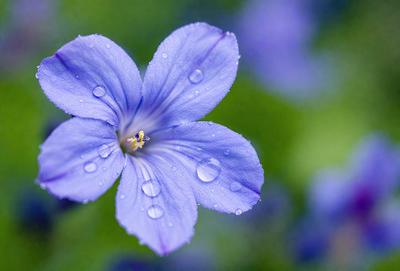 The primary subject of the image is a blue flower with a yellow center, surrounded by a green background. The visual style of the image is a photo, capturing the beauty of the flower in its natural environment. The dominant colors in the image are blue and green, creating a serene and calming atmosphere.