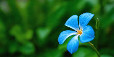 The primary subject of the image is a blue flower with a yellow center, which is the main focus of the image. The setting is a green background, which adds to the natural and vibrant atmosphere of the scene. The visual style of the image is a close-up of the flower, showcasing its details and colors. The dominant colors in the image are blue and green, creating a serene and calming mood.