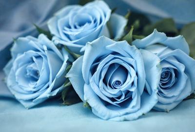 The primary subject of the image is a bouquet of blue roses. The setting is a table, and the visual style is a photo. The dominant colors are blue and white, creating a calm and serene atmosphere.