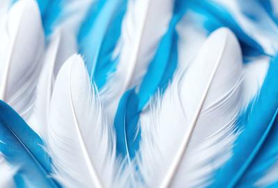 The primary subject of the image is a close-up of a white bird's feathers. The feathers are arranged in a visually appealing manner, creating a sense of depth and texture. The setting is a blue background, which contrasts with the white feathers, adding a vibrant and lively atmosphere to the image. The visual style is a close-up of the feathers, showcasing the intricate details and patterns of the bird's plumage. The colors and mood of the image are