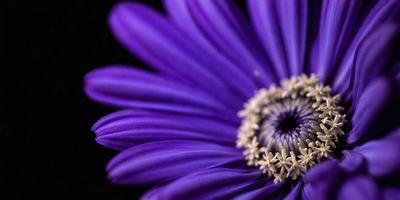 Purple flower with white center.