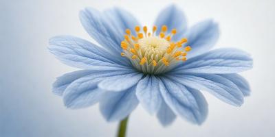 The primary subject of the image is a blue flower with a white center, surrounded by yellow petals. The setting is a white background, which provides a clean and minimalist appearance. The visual style is a close-up of the flower, showcasing its details and colors. The dominant colors are blue, white, and yellow, creating a calm and serene atmosphere.