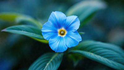 The primary subject of the image is a blue flower with a yellow center, sitting on top of a green leaf. The setting is a plant with a blue flower, and the visual style is a close-up of the flower. The dominant colors are blue and green, creating a calm and serene atmosphere.