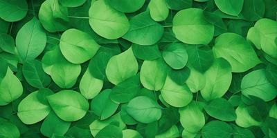 The image features a large green leafy plant with many leaves, creating a lush and vibrant scene. The plant is the primary subject, and it is set against a backdrop of a green background. The visual style of the image is a close-up of the plant, showcasing its intricate details. The dominant colors in the image are green, which gives the scene a fresh and natural atmosphere.