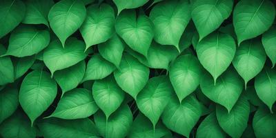 The primary subject of the image is a large group of green leaves, which are the main objects in the scene. The leaves are arranged in a dense, overlapping pattern, creating a visually striking and lush appearance. The setting is a close-up view of the leaves, with no background or additional elements visible. The visual style of the image is a natural, realistic representation of the green leaves, without any digital manipulation or artistic alterations. The dominant colors in the image are green, which is the color of the