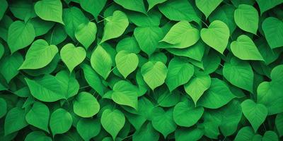 The primary subject of the image is a large green plant with many leaves. The plant is surrounded by a lush green background, creating a vibrant and natural atmosphere. The visual style of the image is a close-up of the plant, showcasing its intricate details. The dominant colors in the image are green, which creates a sense of freshness and vitality.