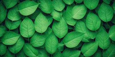 The image features a large group of green leaves, possibly from a plant or a tree. The leaves are arranged in a dense and lush manner, covering a significant portion of the image. The primary subject is the green leaves, which are the main focus of the image. The setting is a natural environment, with the leaves being the main element in the scene. The visual style is a close-up of the leaves, showcasing their intricate details. The colors and mood of the image are predominantly green, creating a ser