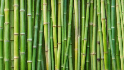 The primary subject of the image is a large group of bamboo stalks, which are arranged in a visually appealing manner. The setting is a green background, which provides a natural and serene atmosphere. The visual style of the image is a close-up of the bamboo stalks, showcasing their texture and details. The colors in the image are predominantly green, which is the color of the bamboo stalks and the background. The overall mood of the image is calm and