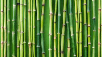The primary subject of the image is a row of green bamboo stalks. The setting is a green wall, which serves as the background. The visual style is a close-up of the bamboo stalks, showcasing their texture and details. The colors in the image are predominantly green, creating a natural and serene atmosphere.