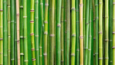 The primary subject of the image is a close-up of a group of green bamboo stalks. The setting is a green background, which provides a natural and vibrant atmosphere. The visual style is a close-up, which emphasizes the details of the bamboo stalks. The colors and mood of the image are predominantly green, which is associated with nature and tranquility.