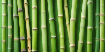 The primary subject of the image is a close-up of a bunch of green bamboo shoots. The setting is a green background, which provides a natural and vibrant atmosphere. The visual style is a photo, capturing the details and textures of the bamboo shoots. The colors are predominantly green, which adds to the natural and serene mood of the image.